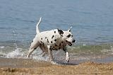 DALMATIEN 236